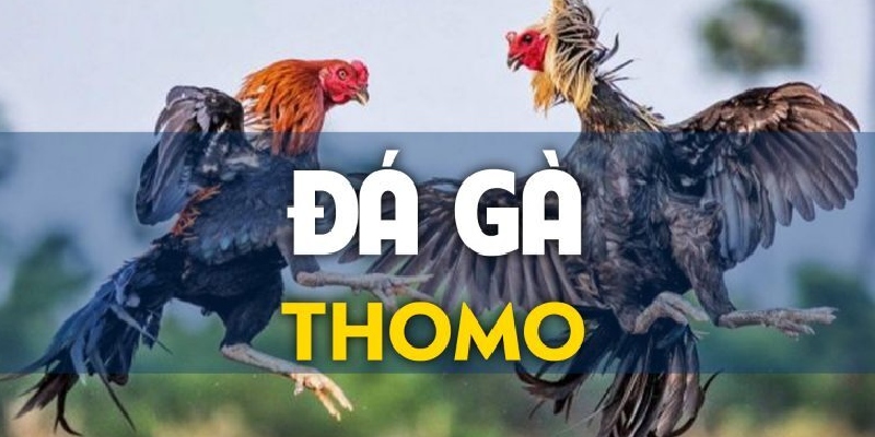 đá gà Thomo